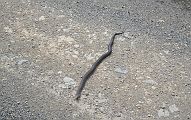14-A friend in the high country